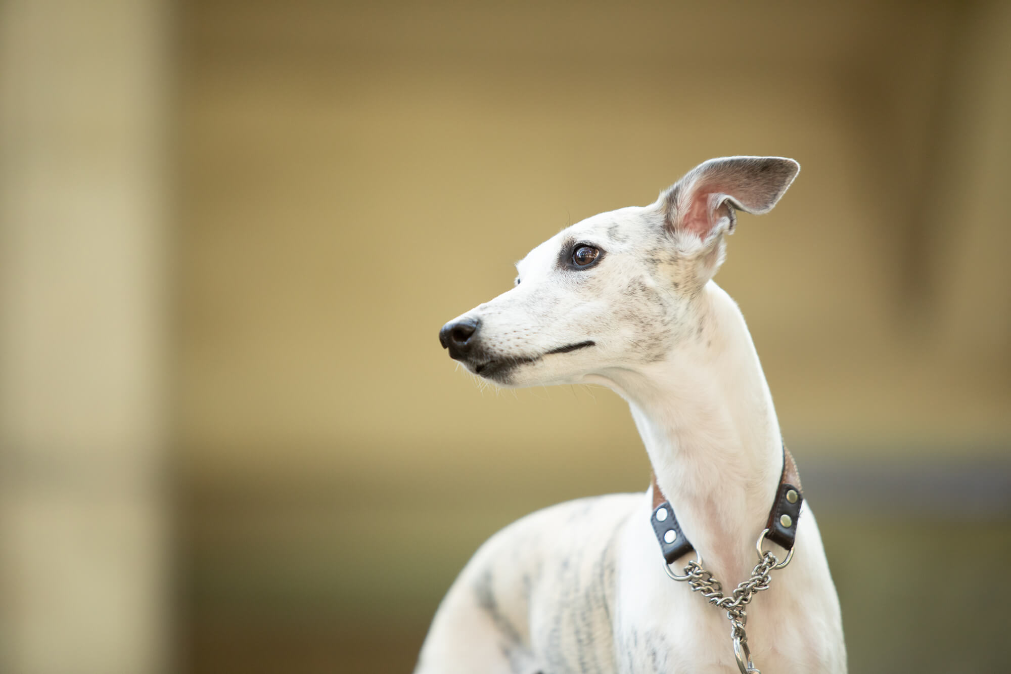 ウィペットの寿命・かかりやすい病気